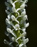 Platanthera dilata - Bog Orchid 3155a